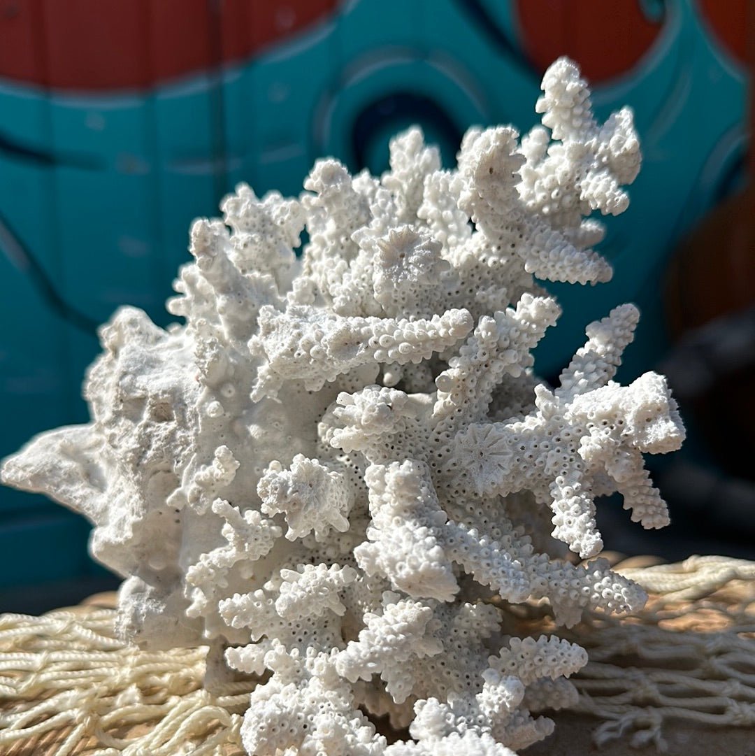 Vintage White Branching Finger Coral Specimen - Coastal Home Decor