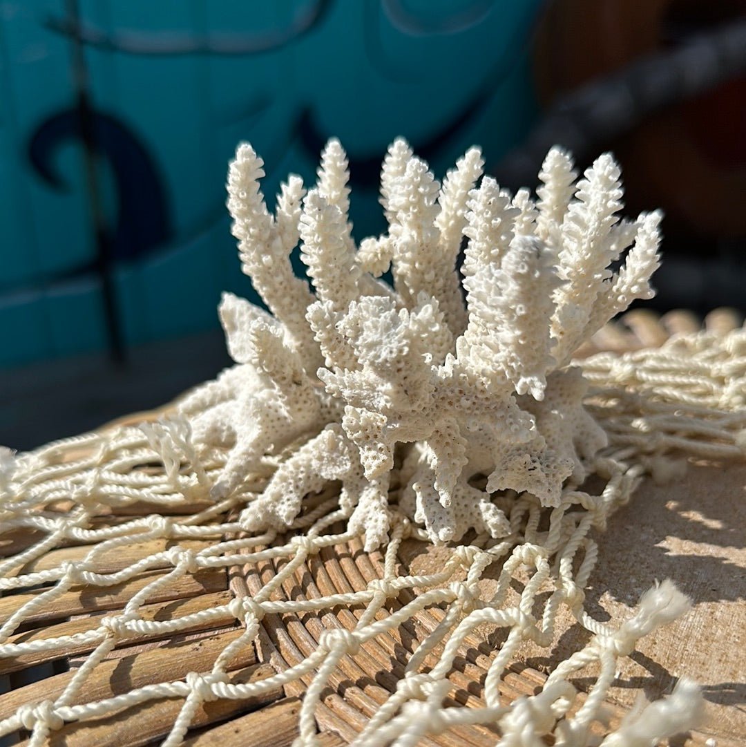 Vintage White Branching Finger Coral Specimen - Coastal Home Decor
