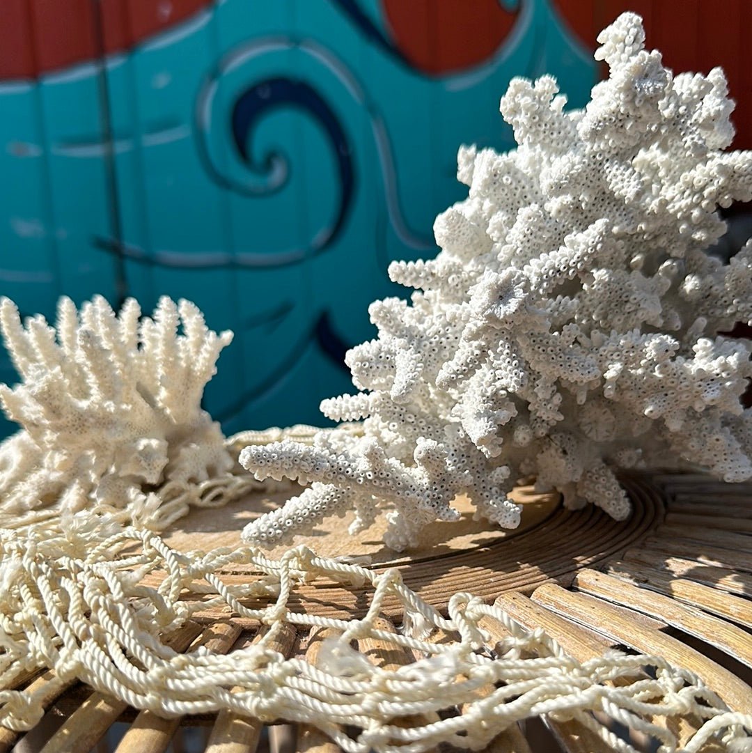 Vintage White Branching Finger Coral Specimen - Coastal Home Decor