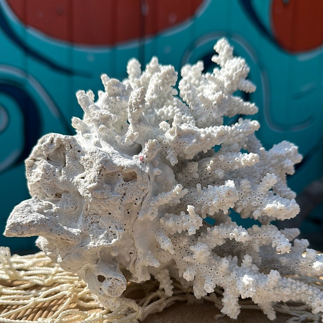 Vintage White Branching Finger Coral Specimen - Coastal Home Decor